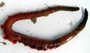 Arenicola defodiens The Black Lug 